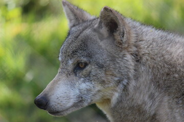Lobo en cautividad en plena naturaleza , lobo iberico , europeo y de la tundra 