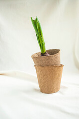 Home gardening. Tools for watering and transplanting of house plants. Biodegradable seed starting pots with a hyacinthus.