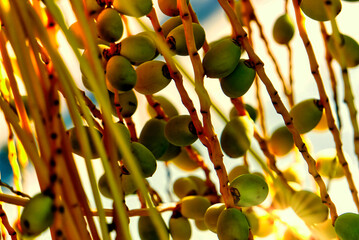 Dátiles de palmera madurando en rama
