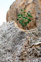 Plants growing out of rocks in Namibia, Africa