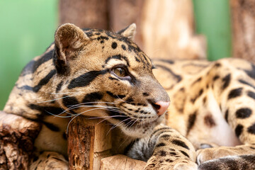 Close-up of an Ocelot - Leopardus pardalis - on a branch. The wild cat staring away from the camera.