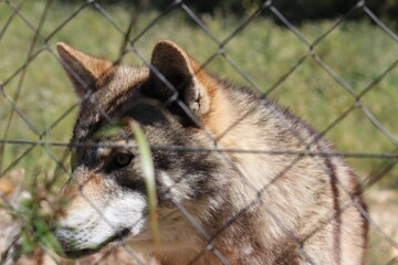 Lobo en cautividad en plena naturaleza , lobo iberico , europeo y de la tundra 