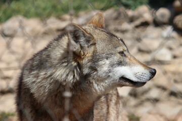 Lobo en cautividad en plena naturaleza , lobo iberico , europeo y de la tundra 