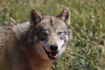 Naklejka na ściany i meble Lobo en cautividad en plena naturaleza , lobo iberico , europeo y de la tundra 
