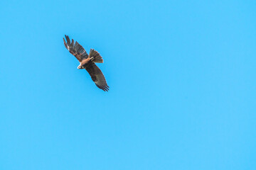 Eagle flying in the blue sky