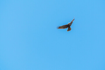 Fototapeta na wymiar Eagle flying in the blue sky