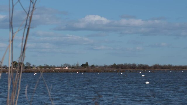 Flamand sur &eacute;tang de camargue