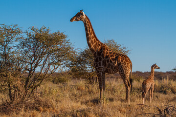 Mother and baby giraffe enjoying the sun