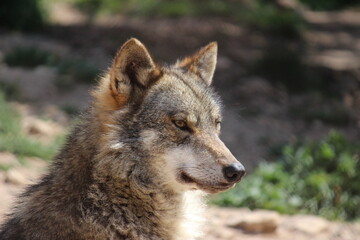 Lobo en cautividad en plena naturaleza , lobo iberico , europeo y de la tundra 