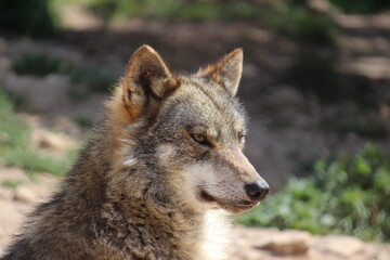 Lobo en cautividad en plena naturaleza , lobo iberico , europeo y de la tundra 