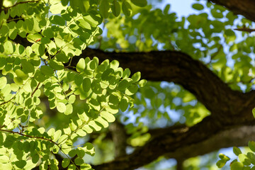 Green leaf of black locust, false acacia