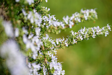 Rosemary flowers in full bloom