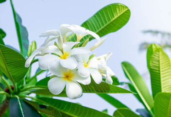 Jampha (Plumeria) is a group of plants in the genus Plumeria, in full bloom in garden, around green leaf soft blur for background, selective focus point, macro