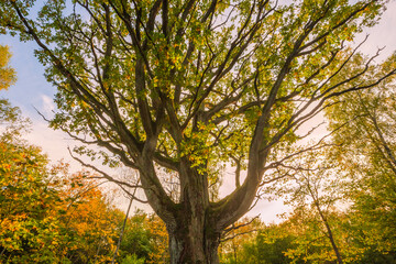 The trunk of old oak tree, evening light