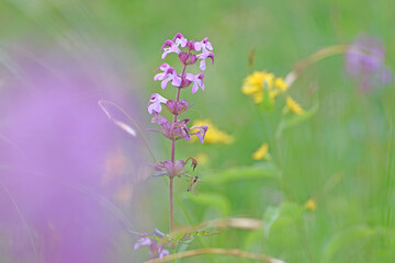 三俣蓮華岳の登山道脇に咲くヨツバシオガマ