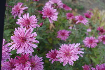 Half opened pink flowers of Chrysanthemums with droplets of water in October