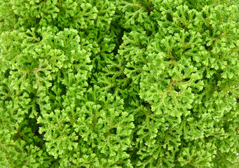 Obraz premium Beautiful fern leaves background