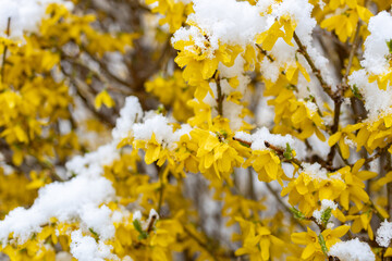 Snow on blooming trees in April in Austria