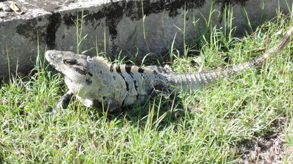 Iguana at Chichen Itza archaeological site in Mexico
