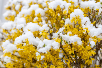 Snow on blooming trees in April in Austria