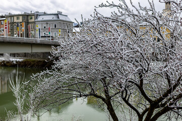Snow on blooming trees in April in Austria
