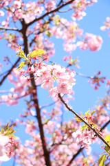 桜 サクラ 淡い 春爛漫 さくら 美しい 綺麗 優美 かわいい 日本 卒業 入学
