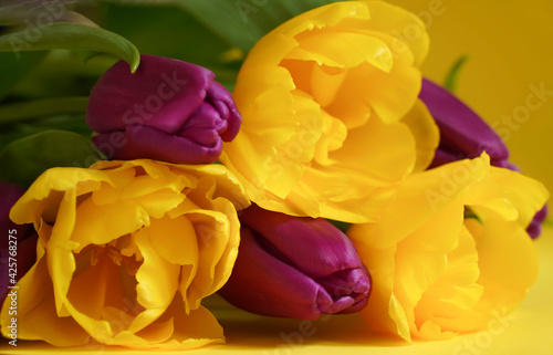 Beautiful spring flowers on Mothers or Womans day. Bouquet of purple and yellow tulips on yellow background. Love, International Women day, Mother day and Happy Valentine day concept.
