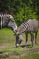 beautiful Grévy's zebra eats lunch in a large park. Imperial zebra eats a piece of grass. Striped animal in the wild
