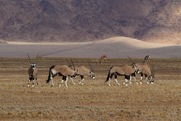 Fototapeta na wymiar Herd of Oryx antelopes in the namib desert