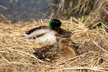 couple de canard couché dans la paille
