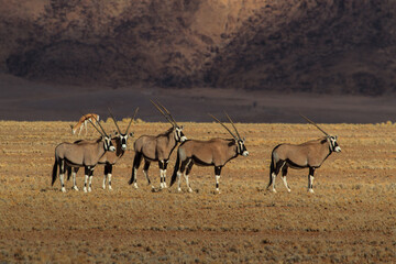 Herd of Oryx antelopes in the namib desert