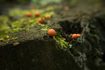 Plasmodial slime mould Lycogala epidendrum (also known as wolf's milk, groening's slime) on the tree stump. Macro foto, selective focus