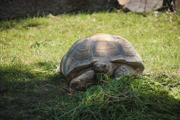 Huge African spurred tortoise eats vegetable salad at lunch time. Biodiversity. from behind A huge impregnable carapace peeks out the head of a male