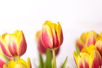 yellow tulips on a white background