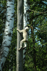 young Gray Langur proves his courage and climbs up a tall tree up to the crown. Hanuman langurs...