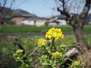 菜の花