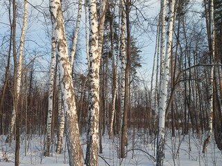 Fototapeta premium trees in the snow