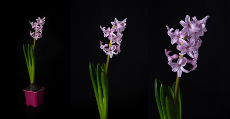 Photoset with lilac spring hyacinth flower isolated on dark background.