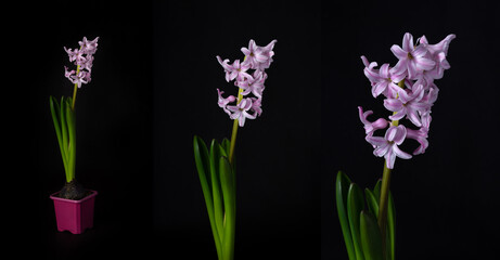 Obraz premium Photoset with lilac spring hyacinth flower isolated on dark background.