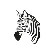 Fototapeta na wymiar African zebra portrait in vector isolated on white background. Wild animal black and white illustration for minimalist print or other design