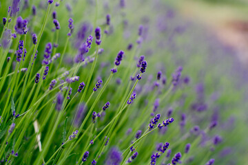 lavender flowers 