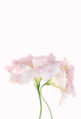 Delicate flowers of pink eustoma on a white background. Close-up. Copy space. Vertical crop.
