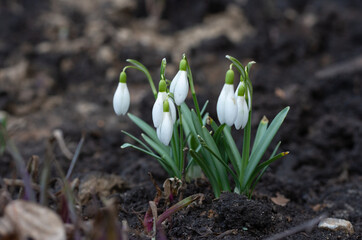 Selective focus on three intertwined buds of the family of white snowdrops on a natural background