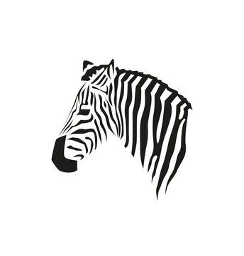 Zebra head profile. Black and white vector portrait for print or web