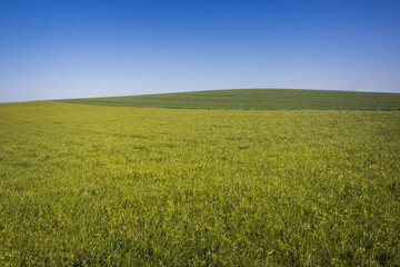 colline verte, au printemps avec des champs cultivés