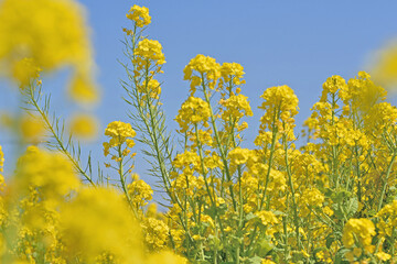 Obraz premium 福ふくの里の菜の花