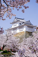 Fototapeta premium Sakura Blossom at Tsuyama Castle