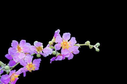Inthanin flower or Queen crape myrtle