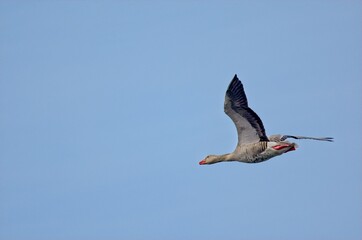 Graugans im Flug