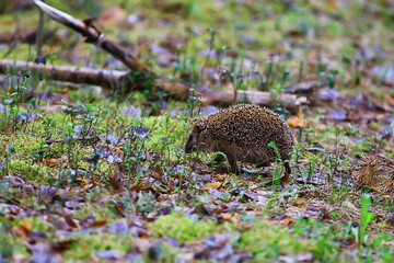 animal wild in nature hedgehog in the forest, european hedgehog runs